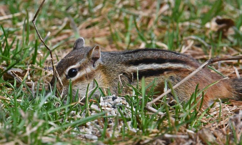 Eastern chipmunk