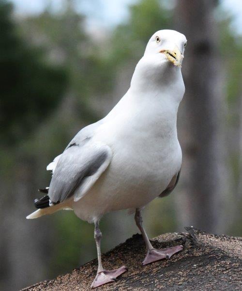 Herring Gull