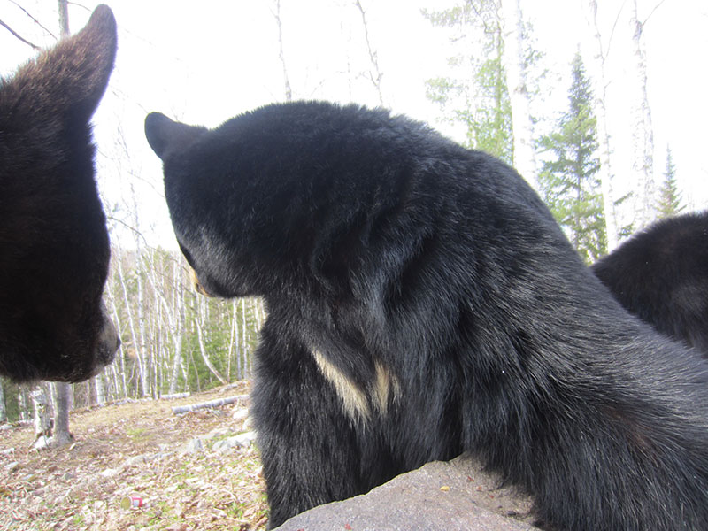 Braveheart and her cubs