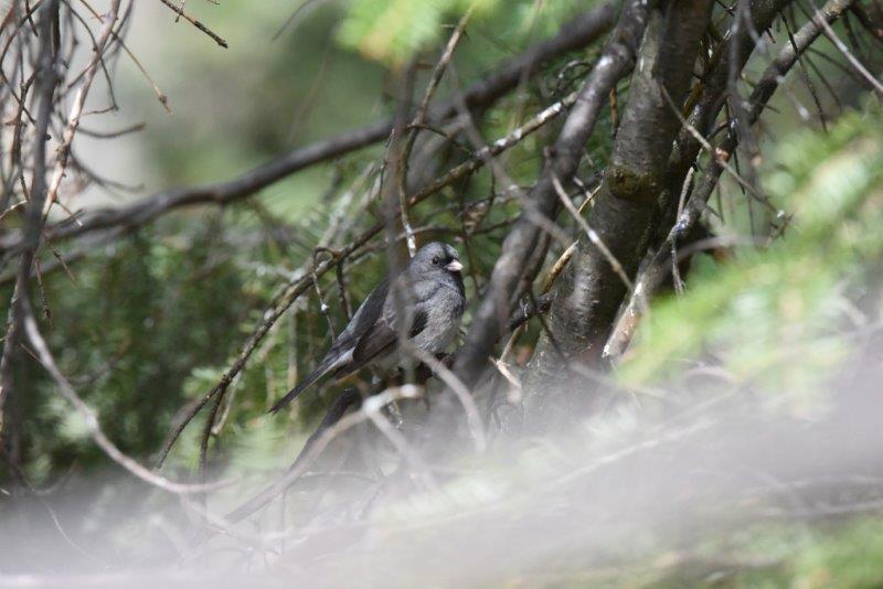 Dark-eyed junco