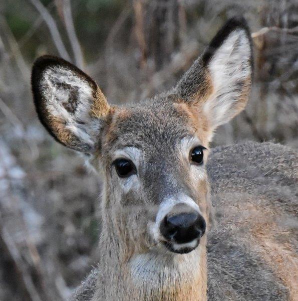 Deer face