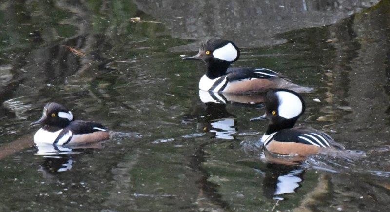 Hooded mergansers