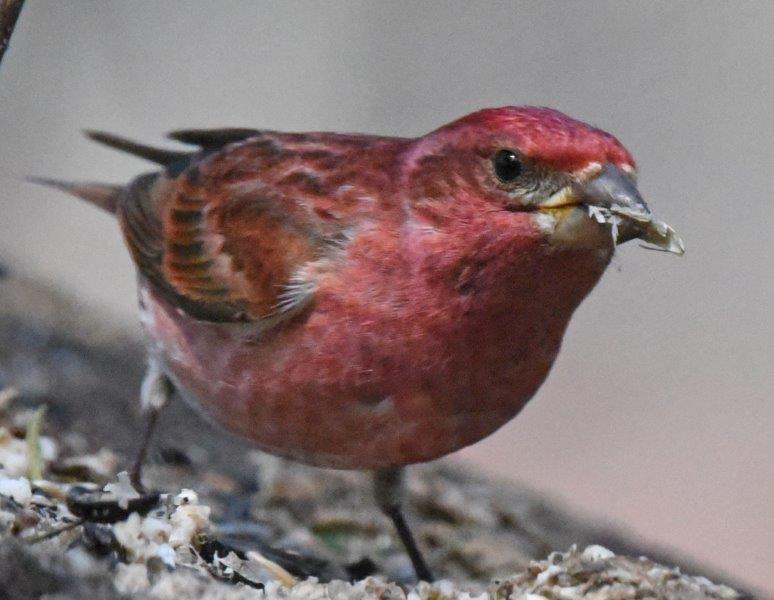 Purple finch