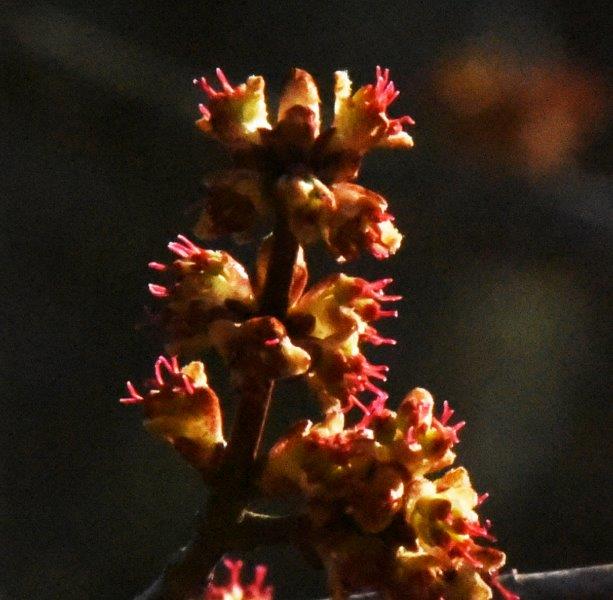 Red maple flowers
