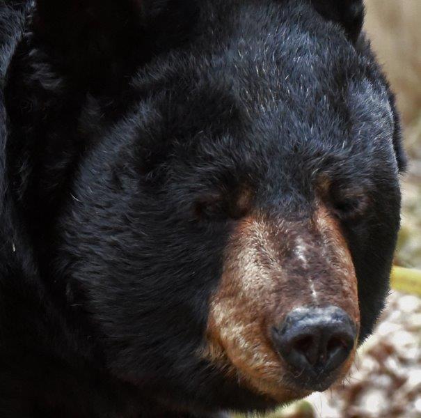 Ted