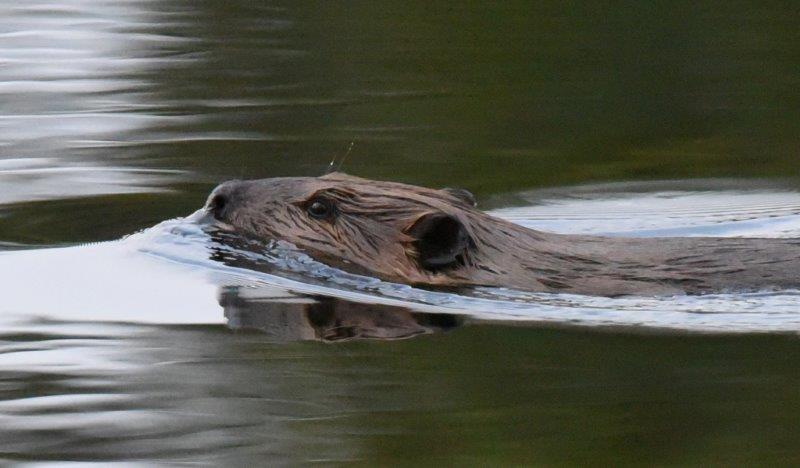 Beaver swimming