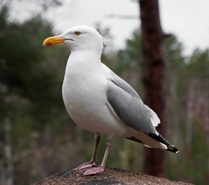 The not yet trusting gull