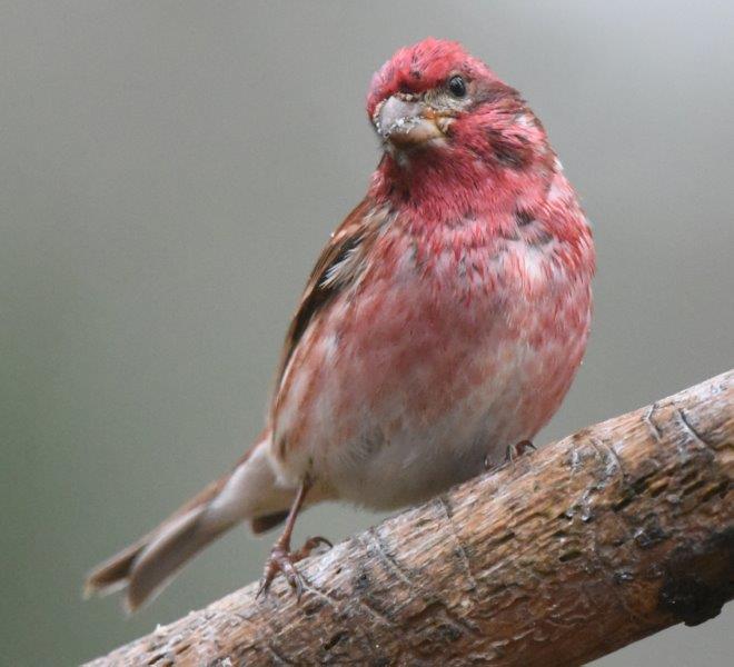 Purple finch