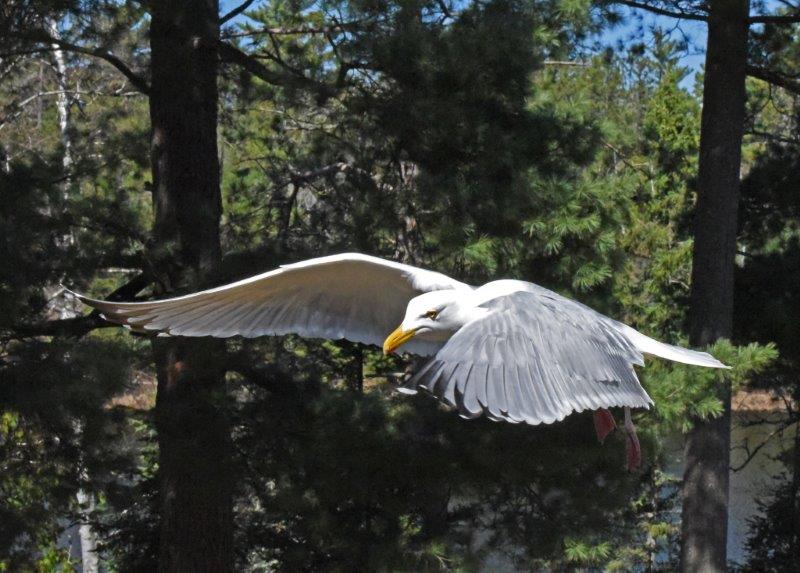Herring gull
