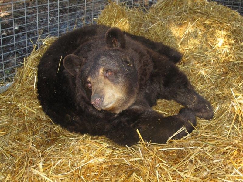 Honey in straw