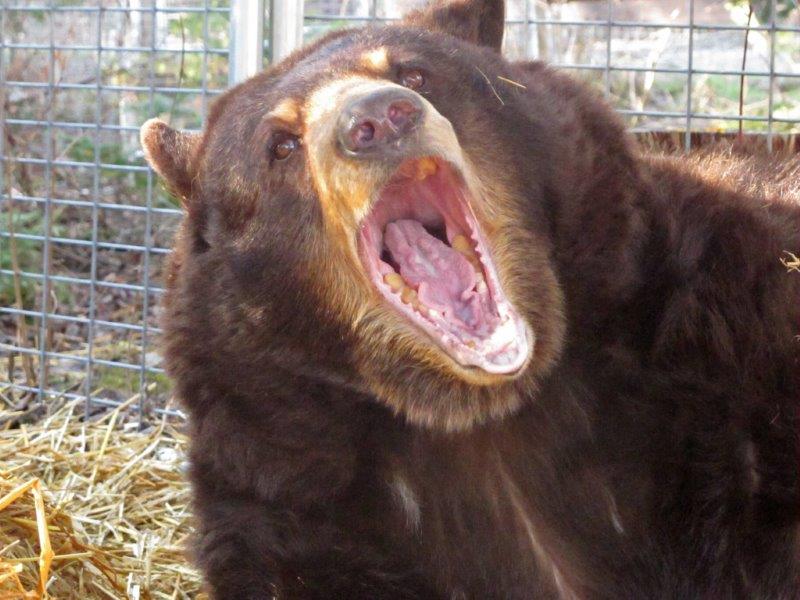 Honey yawning