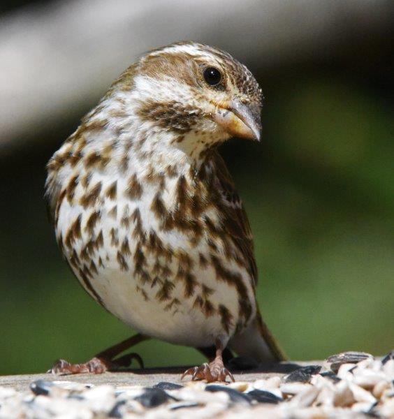 Purple finch