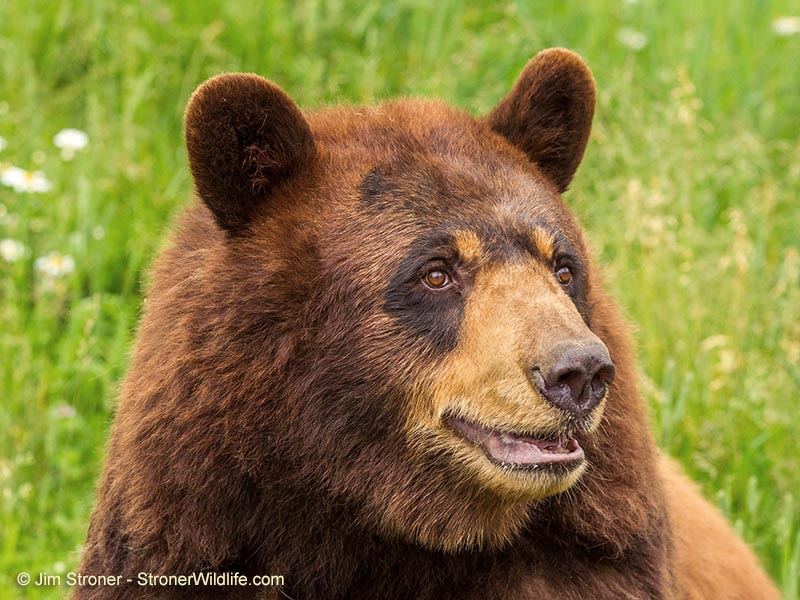 Honey Bear