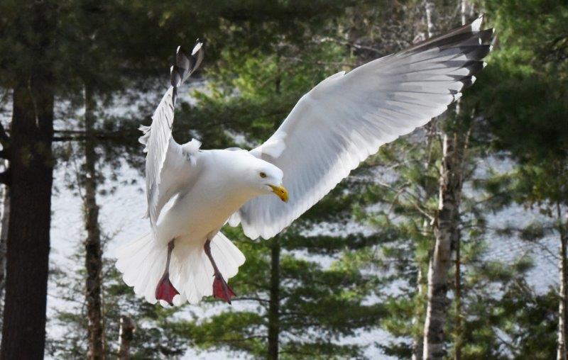 Herring Gull