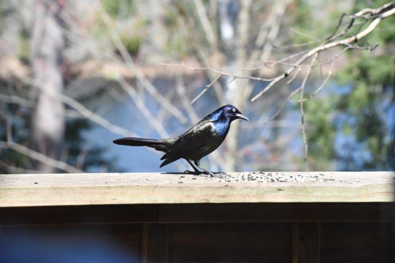 Common grackle