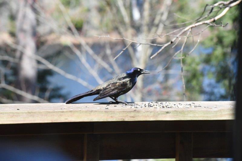 Common grackle