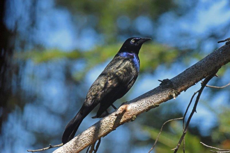 Common grackle