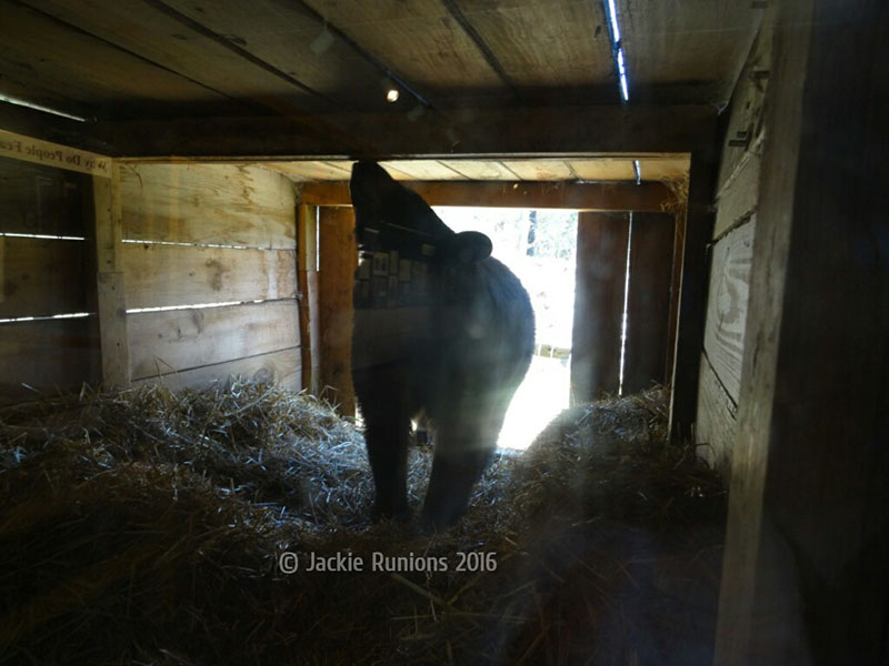 Holly checking out the window den