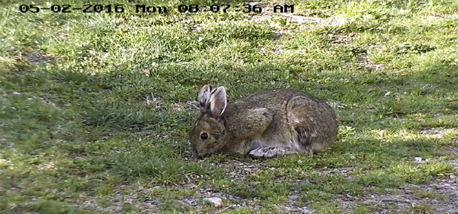 Snowshoe hare