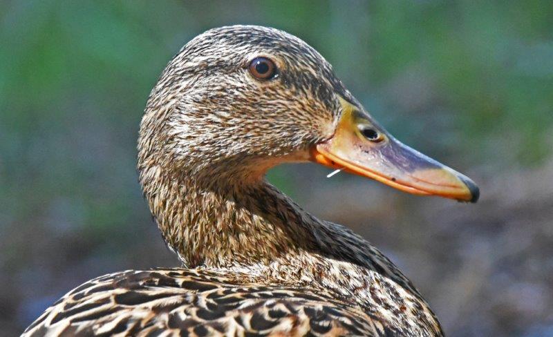 Mallard female