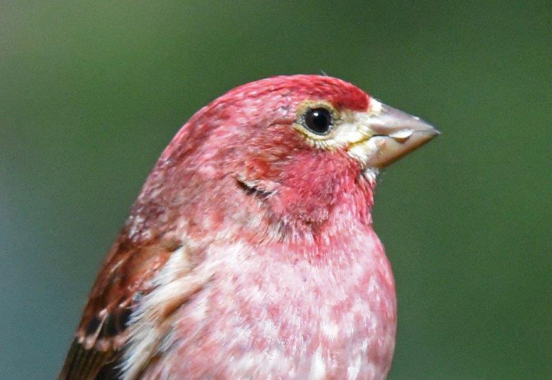 Purple finch