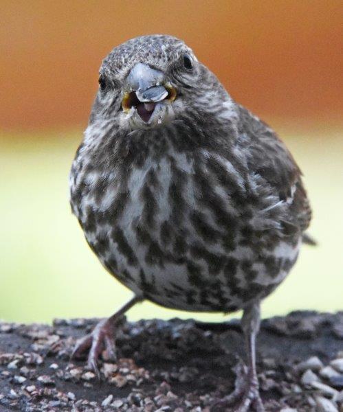 Pine siskin