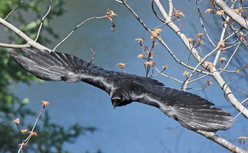 Crow flying