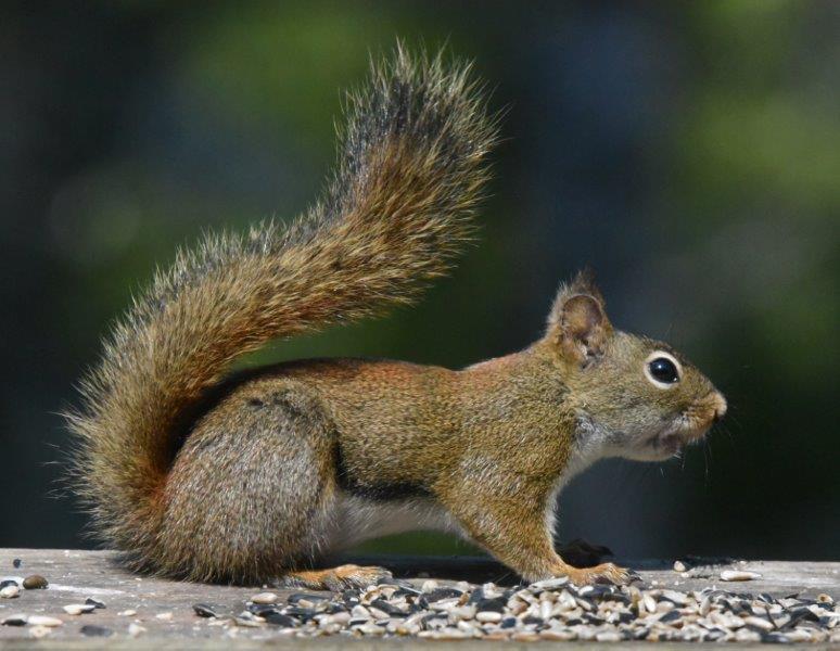 Red squirrel