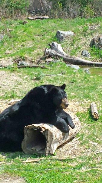 Ted on his log