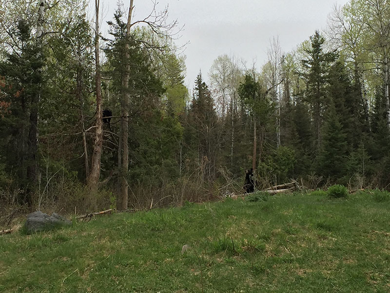 Holly in tree, Lucky on mound