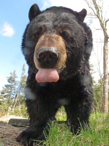 Ted sticking his tongue out