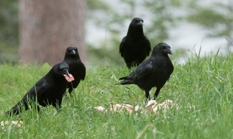 Crows with fat