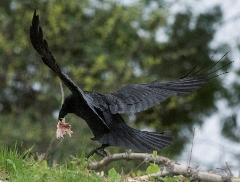 Raven with fat