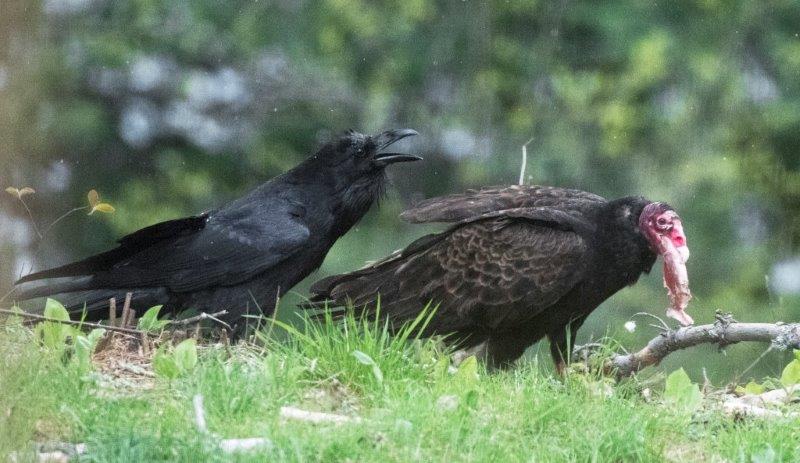 Raven with vulture