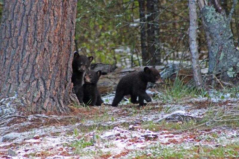 Fern with her cubs