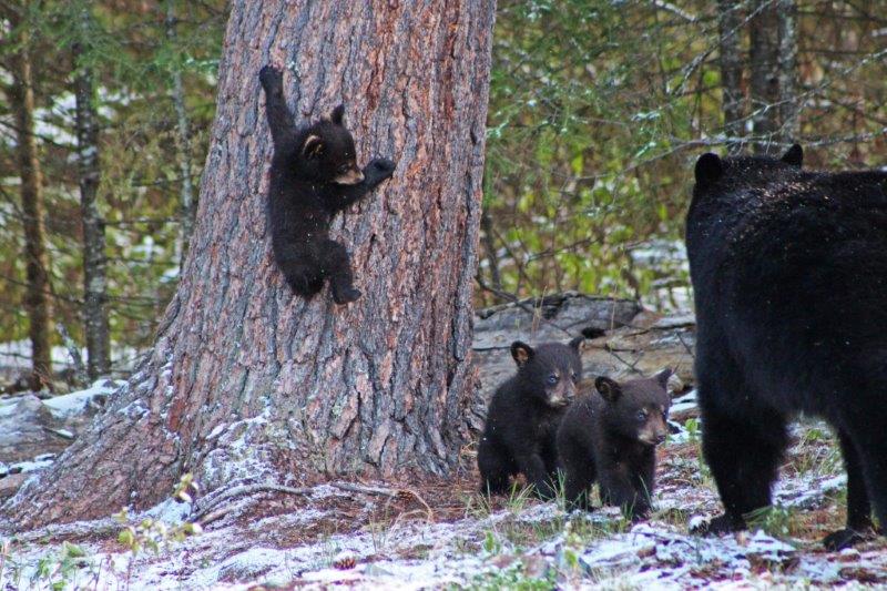 Fern with her cubs