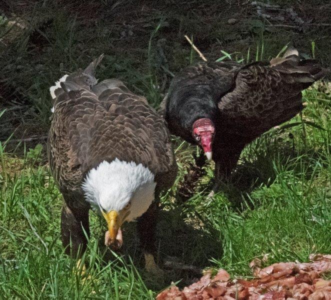 Eagle and Vulture