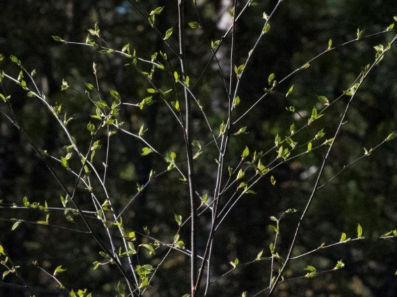 Birch leaves