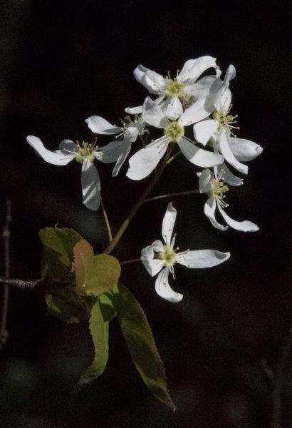 Juneberry blossoms