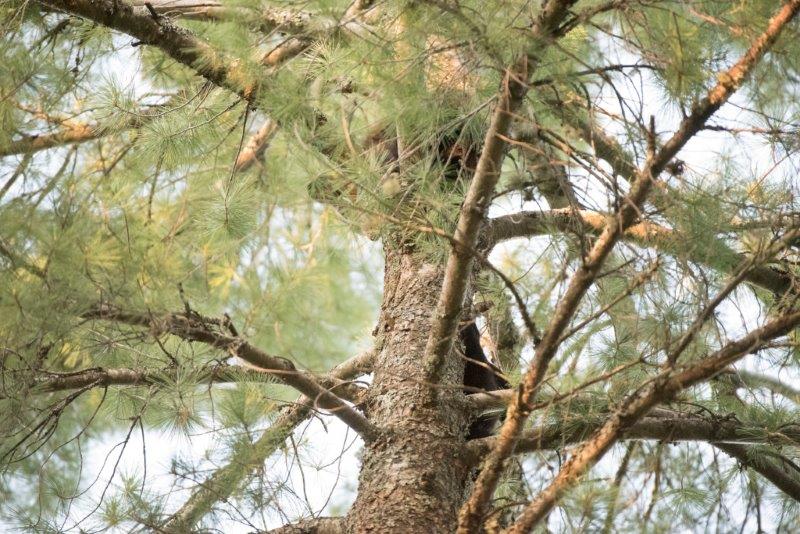Sophie's cubs high in a tree