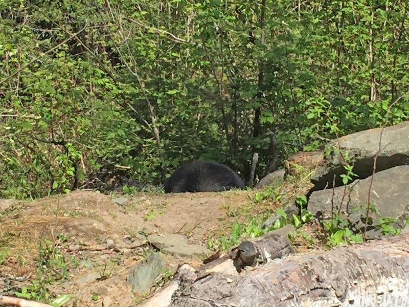 Holly digging at her den