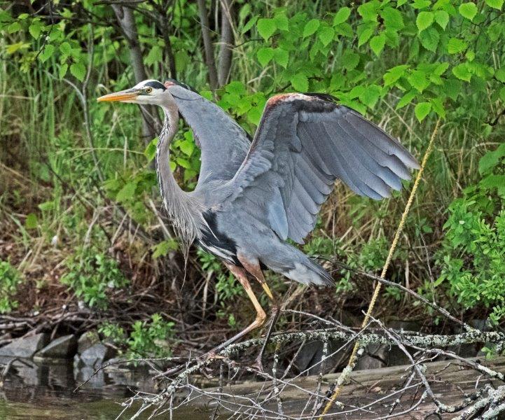 Great blue heron