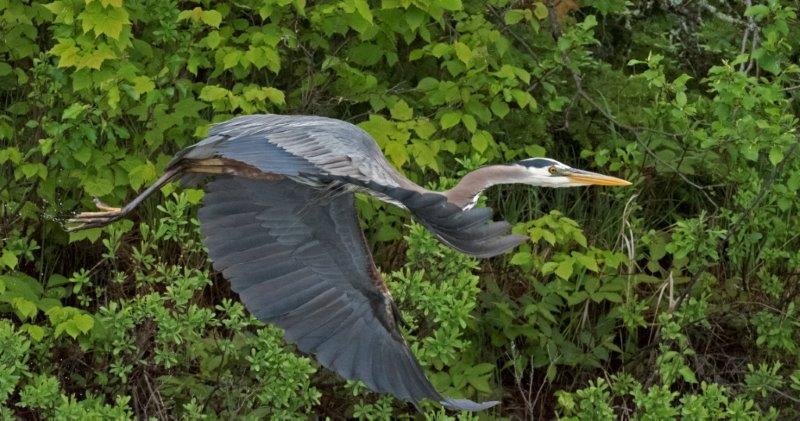 Great Blue Heron