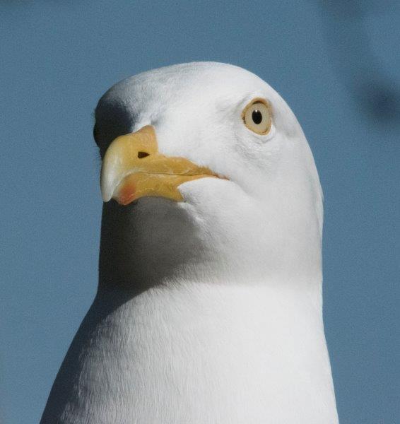Tame gull