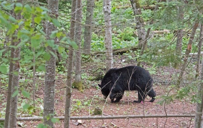 Lily follows a scent