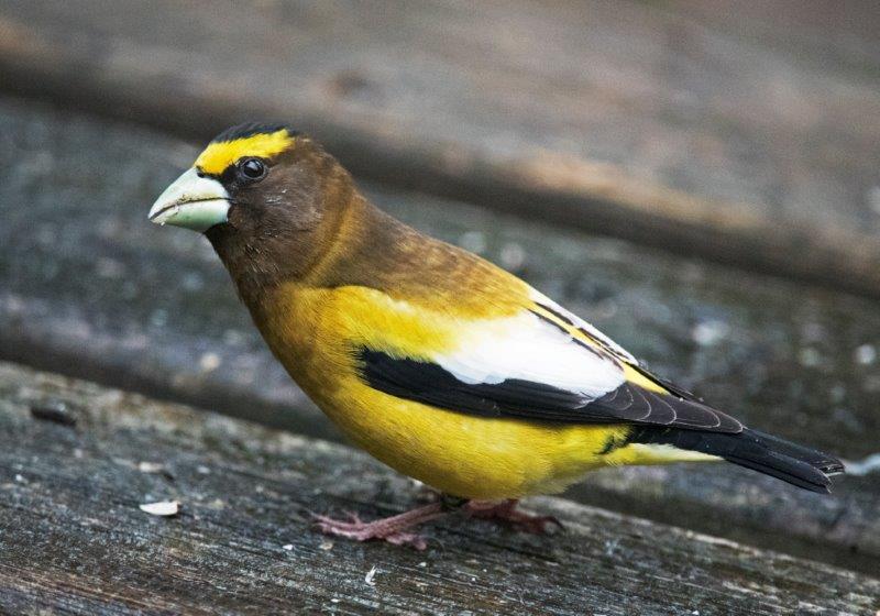 Evening Grosbeak