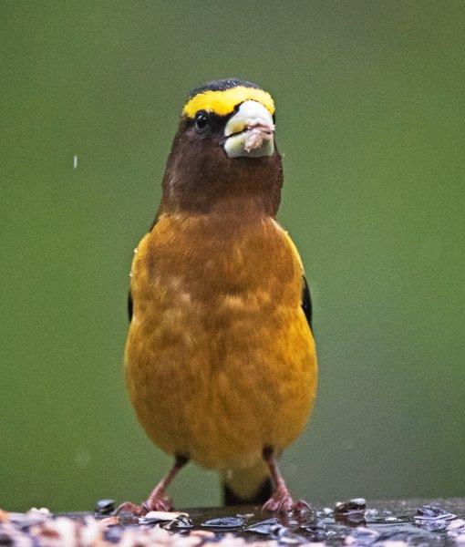 Evening Grosbeak