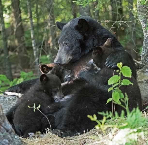 Fern nursing her 3 cubs