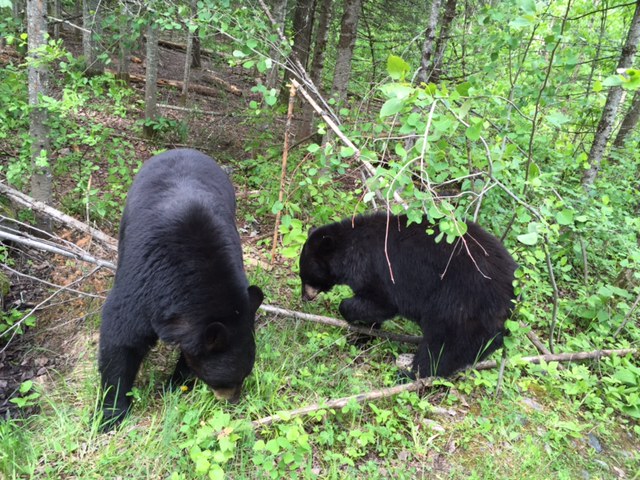 Lucky and Holly forage