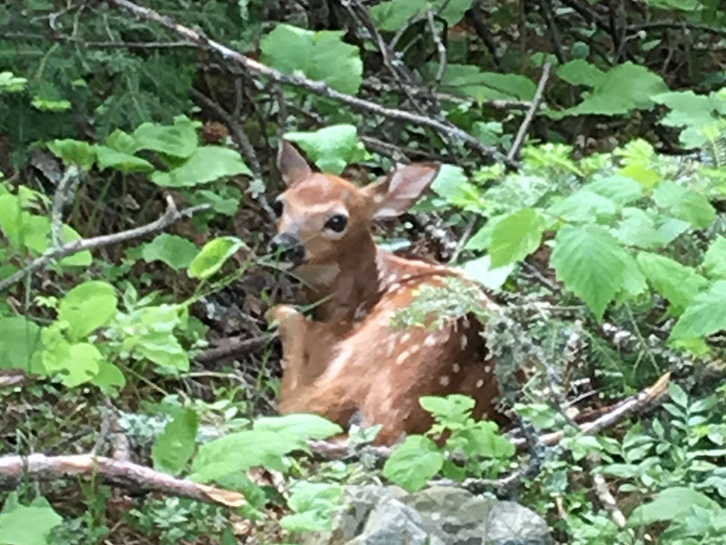 Fawn in the forest